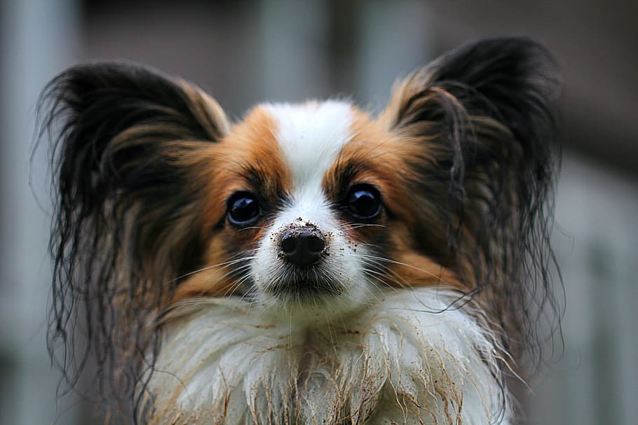 cão tricolor adulto, papillon, cão, animais de estimação, de raça pura cão, bonito, marrom, canino, pequeno, um animal