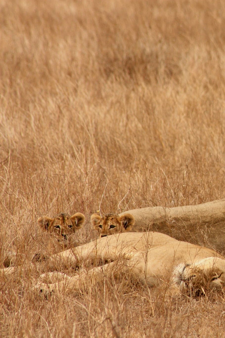 Lion, Animal, Family, Wild, Mammal, animal, family, safari, africa, trip, kenya