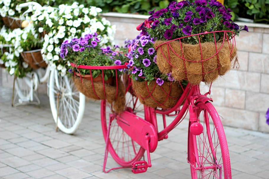 roxo, flores de petúnia, rosa, cremalheira da flor da bicicleta, dia, bicicleta floral, jardim, decoração, jardim dos milagres de dubai, estilo