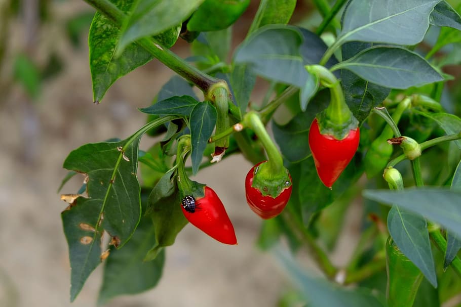 red, chili close-up photo, red chilly, sharp, leaves, bug, plant, park, pepper, spiece