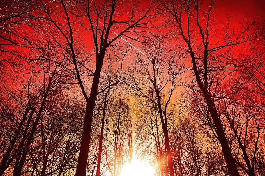 árbol, levantándose, árboles delgados, silueta, naturaleza, paisaje, cielos rojos, cielos en llamas, árbol desnudo, cielo