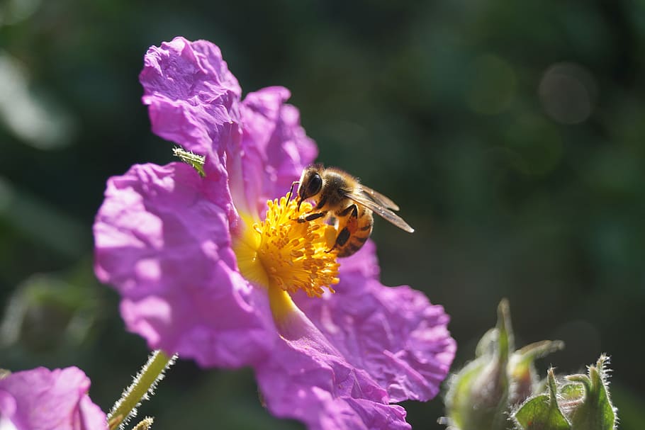 honeybee, flower, nectar, pollen, pollination, insect, one animal, fragility, petal, animal themes