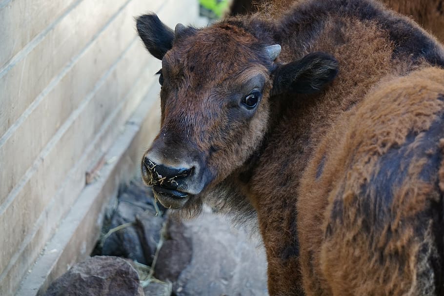 bison, baby, ungulate, fur, fluffy, child, animal, cow, livestock, meadow