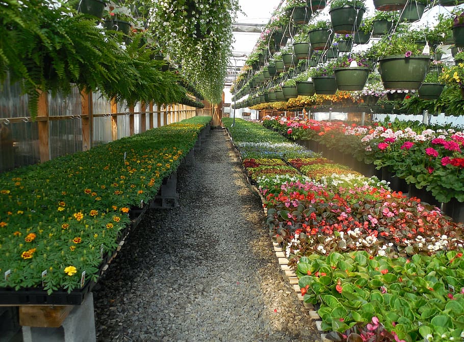 flores sortidas, flores, estufa, jardim, plantar, verde, jardinagem, horticultura, primavera, agricultura