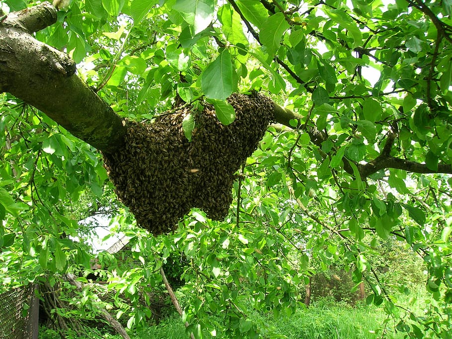 bees, swarm, apiary, plant, growth, green color, tree, leaf, plant part, nature