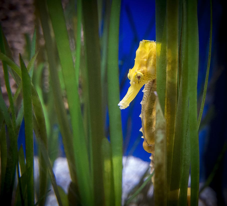 yellow, seahorse, surrounded, green, coral, sea-horse, sea, horse, fish, marine