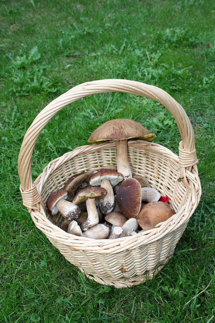 Mushroom, Nature, Autumn, Forest, Cep, chestnut, mushroom basket, basket, picnic basket, grass