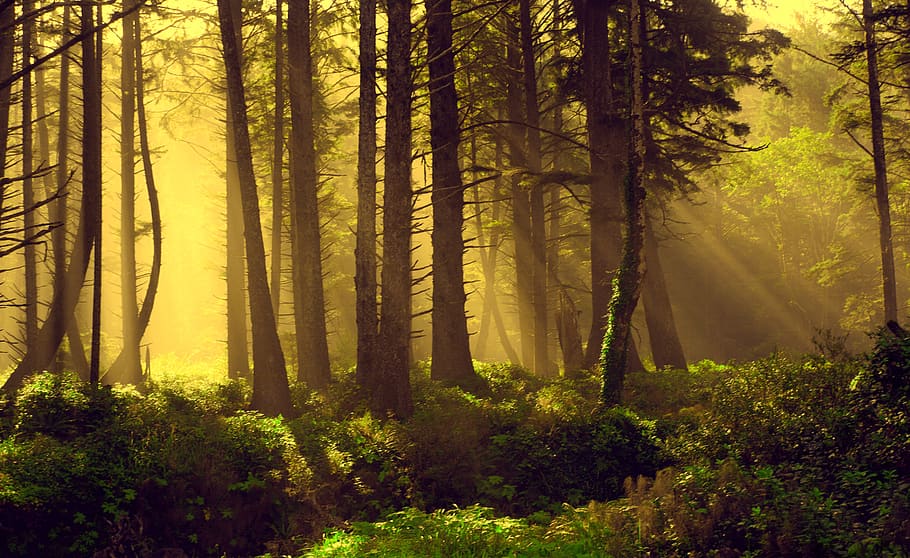 floresta, raios, raios divinos, natureza, paisagem, luz, árvores, luz solar, sol, névoa