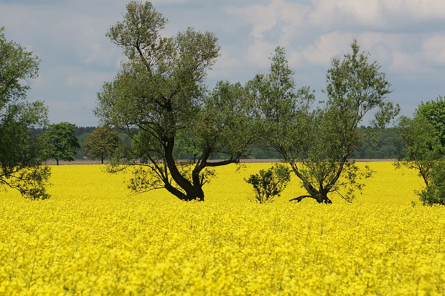 rapeseed, spring, plants, nature, flowers, plant, tree, growth, yellow, field