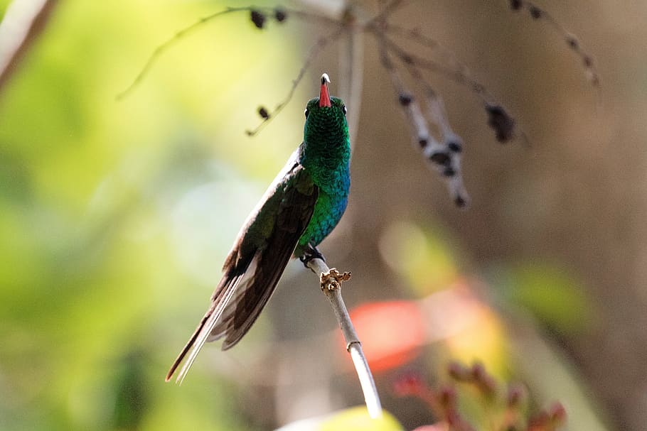 verde, azul, pájaro, rama, colibrí, cuba, lengua, naturaleza, pequeño, vida silvestre