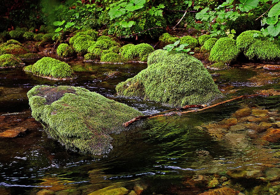 stream with grasses, the stones, overgrown, river, torrent, stream, water, flowing, moss, plants