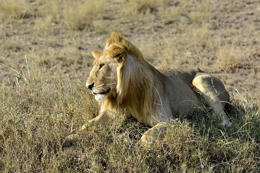el león, amboseli, áfrica, animal, kenia, safari, parque nacional, animales, serengeti, tarangire