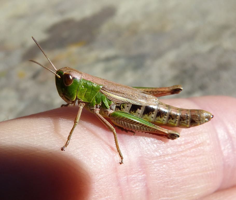 Lobster, Grasshopper, Pyrenee, Catalunya, pyrenee catalunya, orthopteron, small, one animal, insect, animal themes