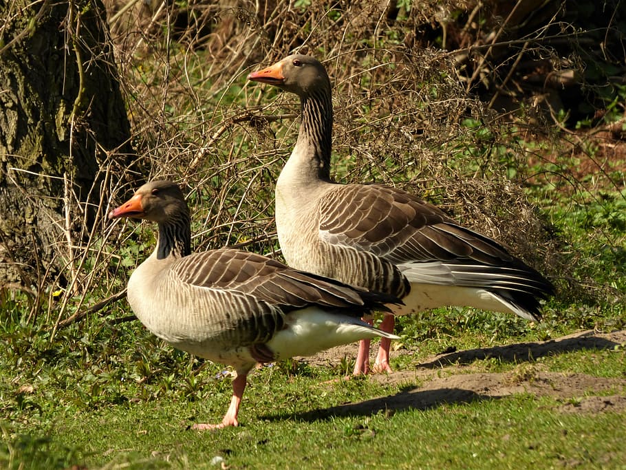 wild geese, goose, bird, migratory birds, animal world, meadow, gander,  pair, animal, nature | Pxfuel