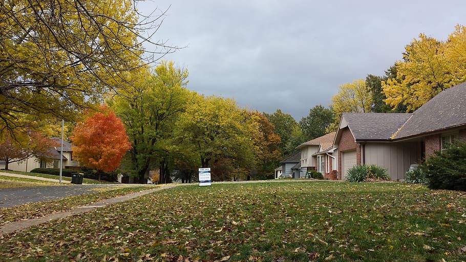 green leafed trees, autumn, trees, season, leaves, colorful, fall colors, fall leaves, real estate, midwest