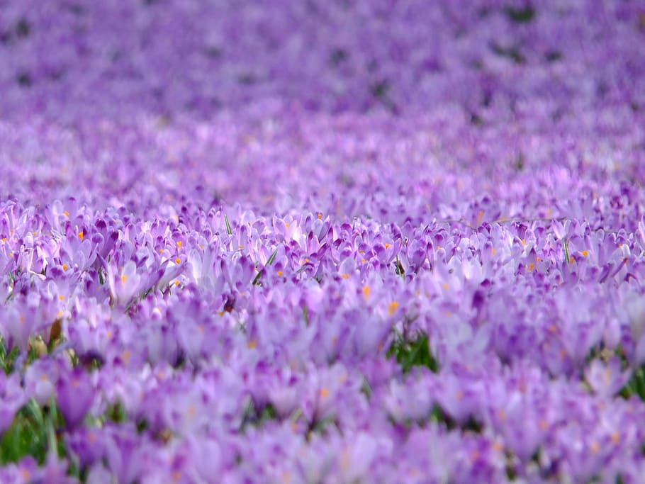 紫, クロッカスの花畑, クロッカス, 花, 春, 自然, 開花, カラフル, 新鮮, 背景
