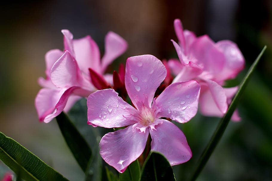 oleander, flowers, ornamental shrub, toxic, close up, flower, flowering plant, petal, fragility, beauty in nature