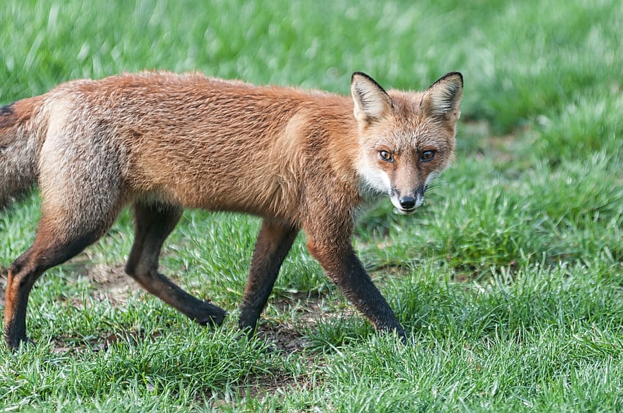 fox, wildlife, red, predator, outdoor, wild, animal, nature, fur, carnivore