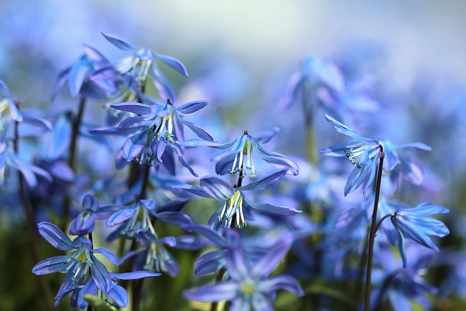 shallow, focus photography, blue, flowers, bluebell, scilla, spring, purple, bloom, nature