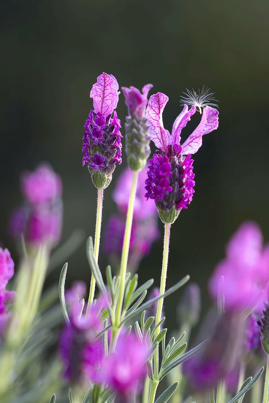 紫, ユスティシアの花, 白, タンポポの花の斑点, ラベンダー, フィールド, グリーン, クローズアップ, 開花, フランス