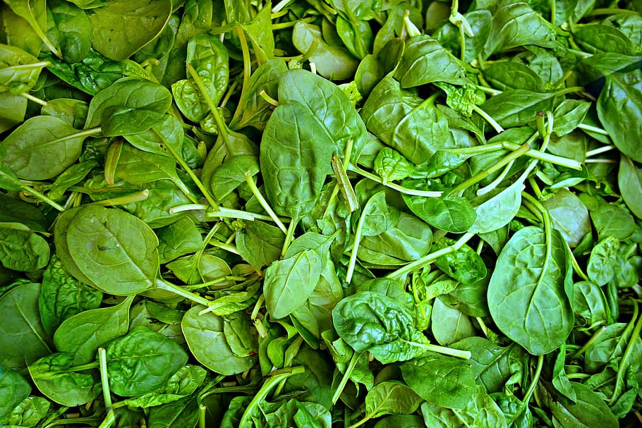 green, water spinach, spinach, vegetable, fresh vegetable, food, nutrition, vitamin, mineral, iron