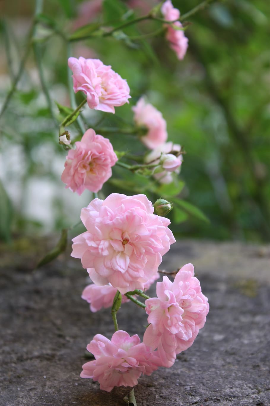 pink, rosebush, rose hips, flower, petals, nature, botany, pink color, flowering plant, plant