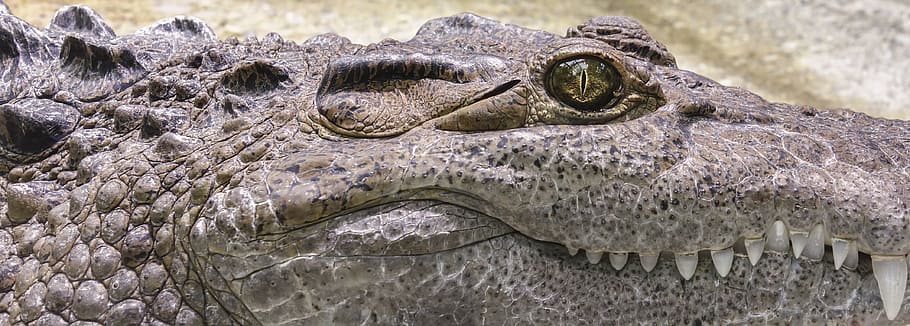 cocodrilo gris, cocodrilo, diente, reptil, peligroso, animal, ojo, depredador, escala, zoológico