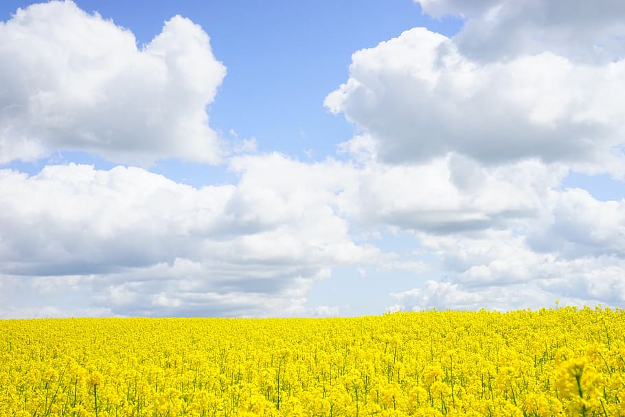 yellow, rapeseed flower field, white, clouds, blue, skies, daytime, field of rapeseeds, sky, contrasts