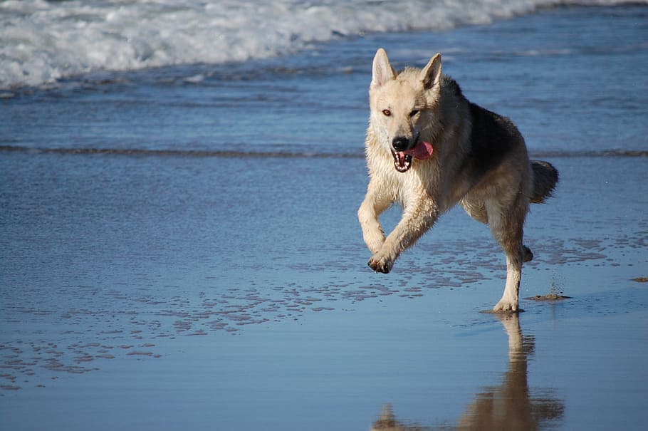 black, brown, wolf, running, body, water, dog, hybrid, sled dog, beach