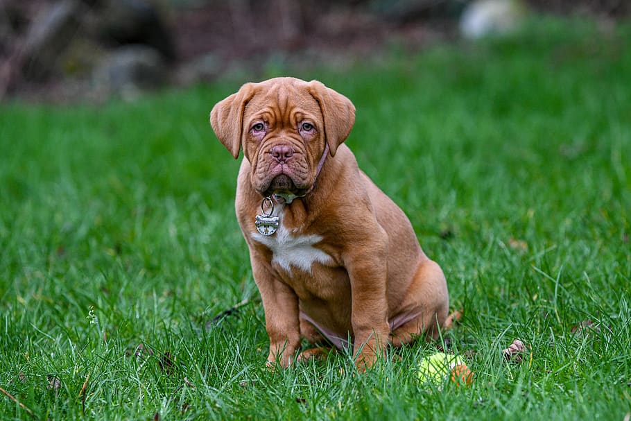 Dogo de Burdeos, perro, cachorro, lindo, mastín, Burdeos, mascota, animal, feliz, francés