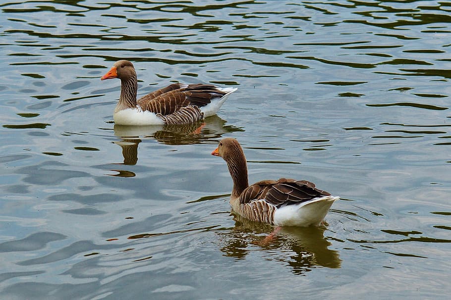 geese, bird, feather, water bird, poultry, bill, plumage, nature, animal, swim
