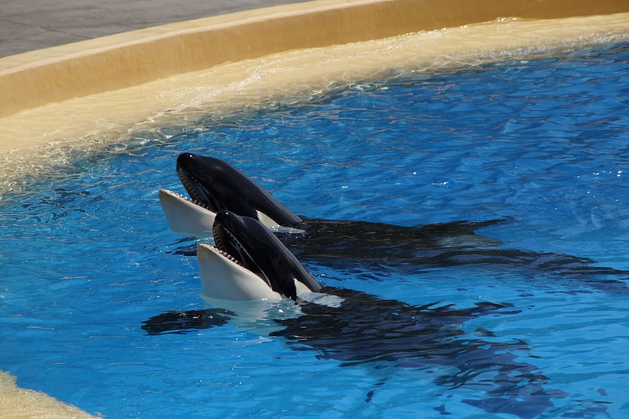 dois golfinhos, orca, baleia assassina, jardim zoológico, wal, assassino, orcinus orca, animal, azul, orka