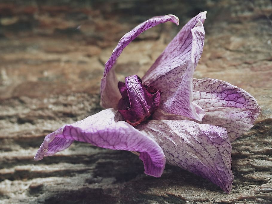 faded, blossom, bloom, orchid, withered, macro, falling petals, withered bloom, transience, nature
