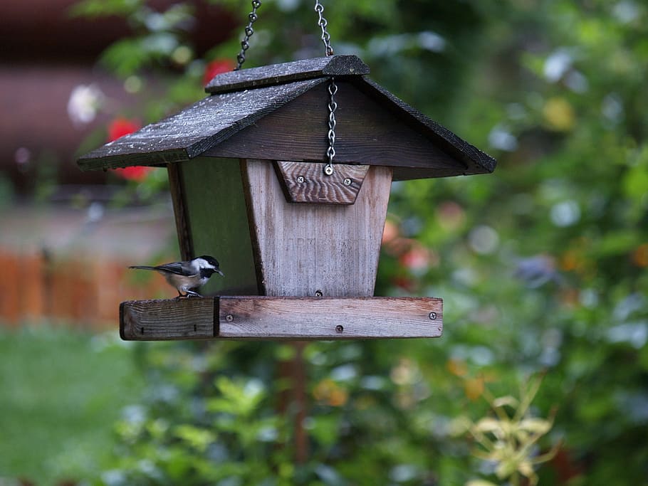 bird feeder, chickadee, bird, food, wood - material, birdhouse, focus on foreground, hanging, nature, outdoors
