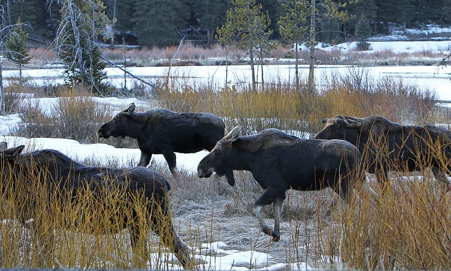 bull moose, wildlife, nature, animals, walking, winter, snow, soda butte creek, yellowstone national park, wyoming
