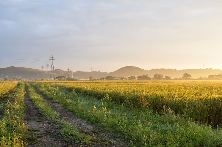 morning, paddy field, the kanto plain, furrow road, road, countryside, light, rice, usd, autumn