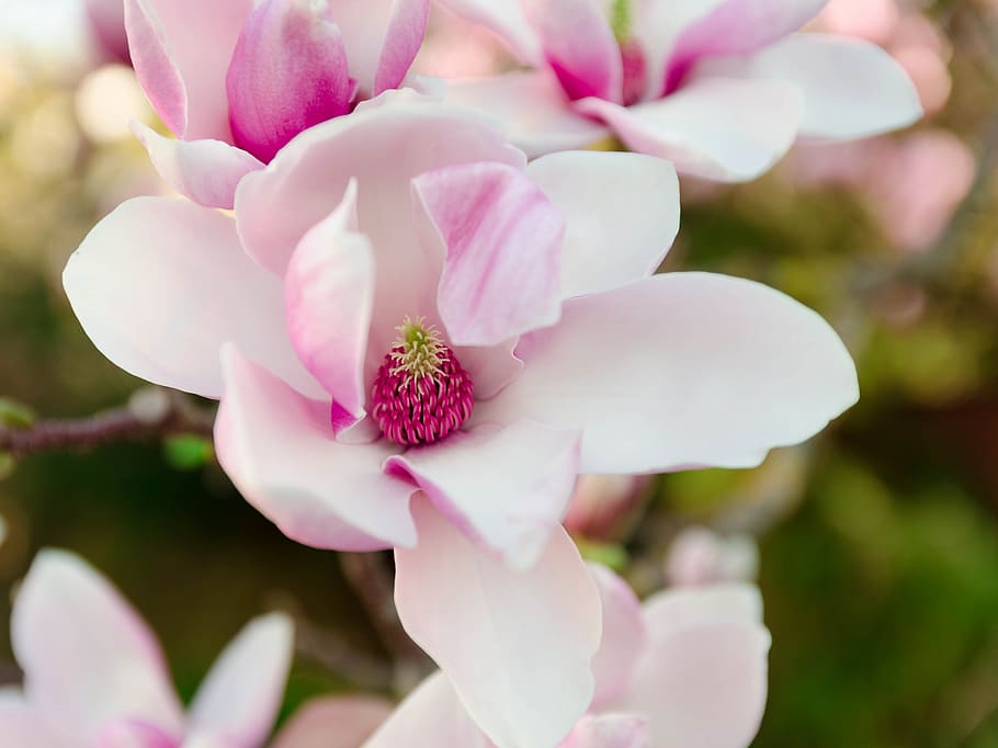 white, pink, petaled flower, daytime, magnolia blossom, spring, magnolia, flower, flowering plant, plant
