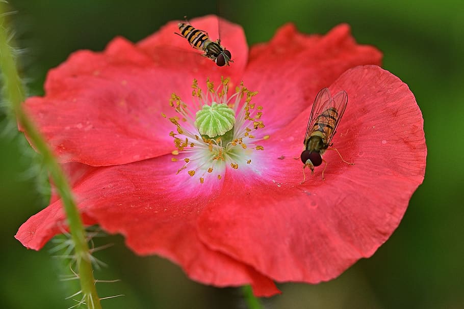 klatschmohn, hoverfly, nature, garden, close up, flower, flowering plant, invertebrate, insect, freshness