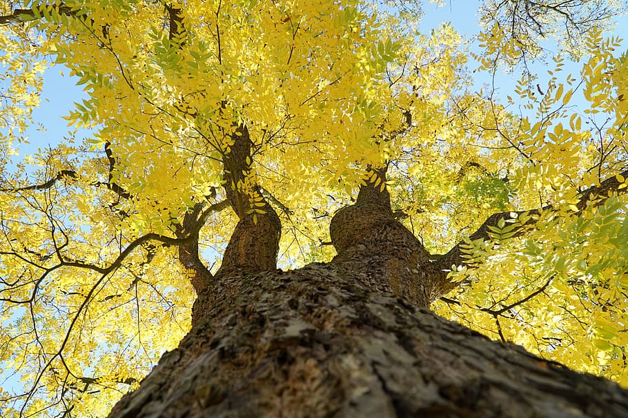 tree, yellow, autumn, leaves, sky, crown, autumn colours, log, branches, forest
