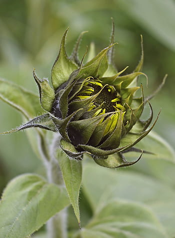 Página 2 | Fotos brotes de girasol libres de regalías | Pxfuel