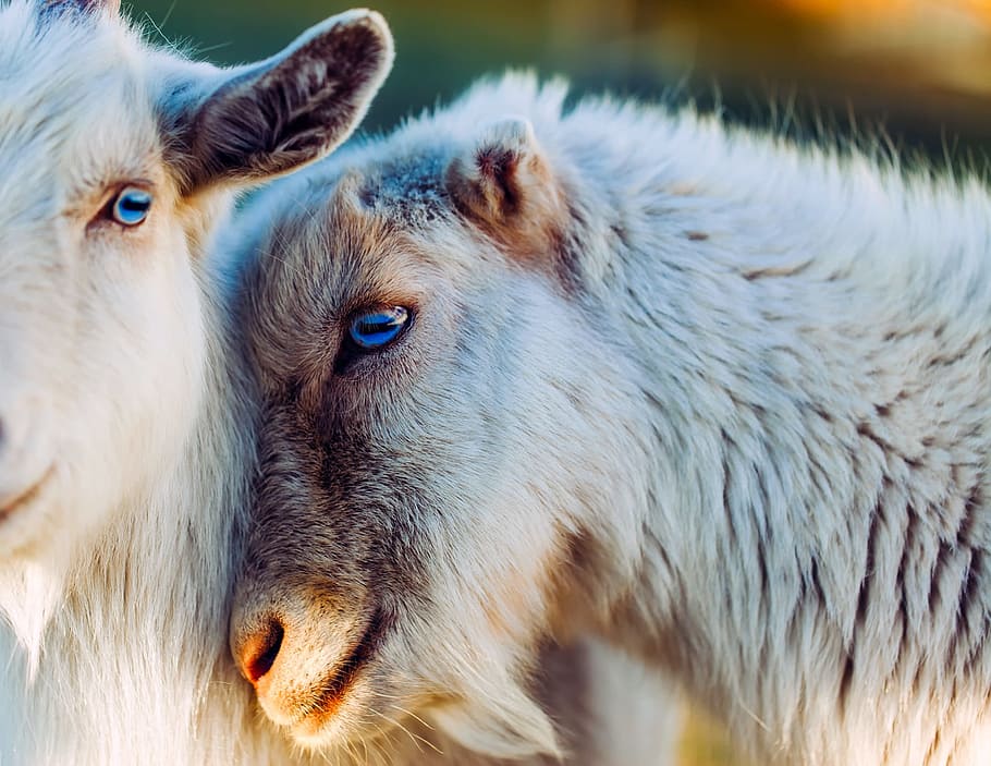 closed, photography, two, white, goats, close up, animals, together, love, affection