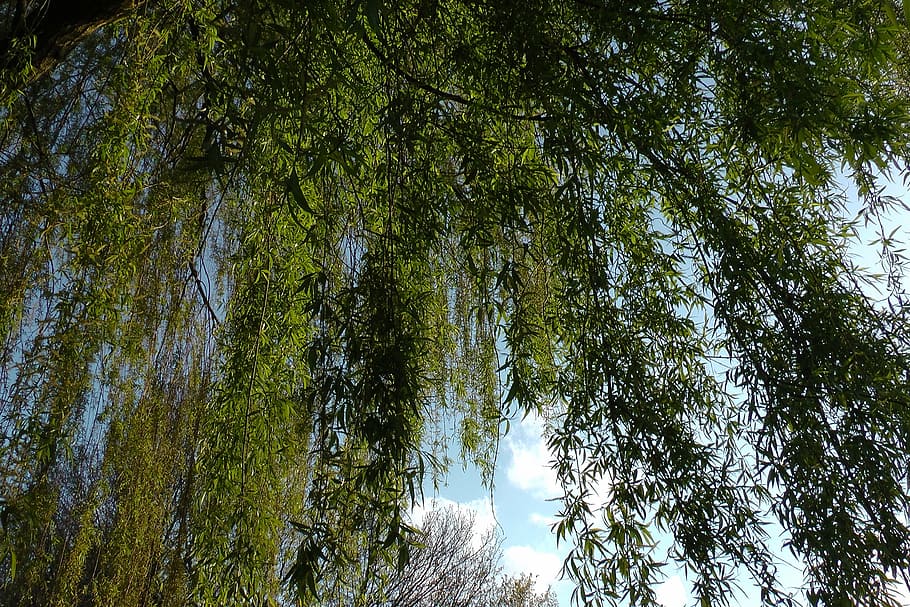 weeping willow, pasture, baumm, willow tree, aesthetic, branches, green, spring, log, tree