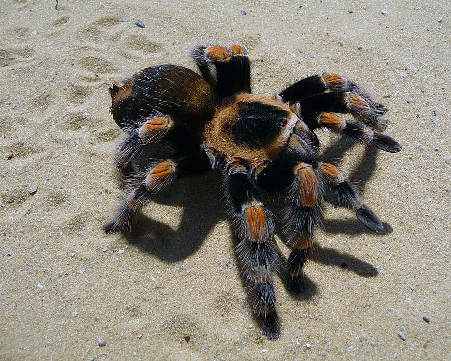 Spider, Tarantula, Mexican, Red, red-kneed, birdeater, large, sand, hairy, desert