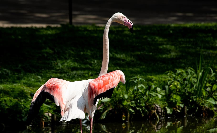 flamingo, bird, animal, animal world, orange, water bird, feather, pride, colorful, zoo