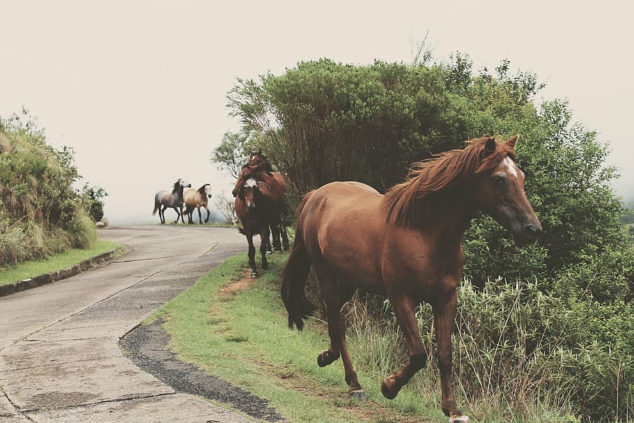 five, horses, green, grass fields, horse, running, galloping, run, mammal, nature