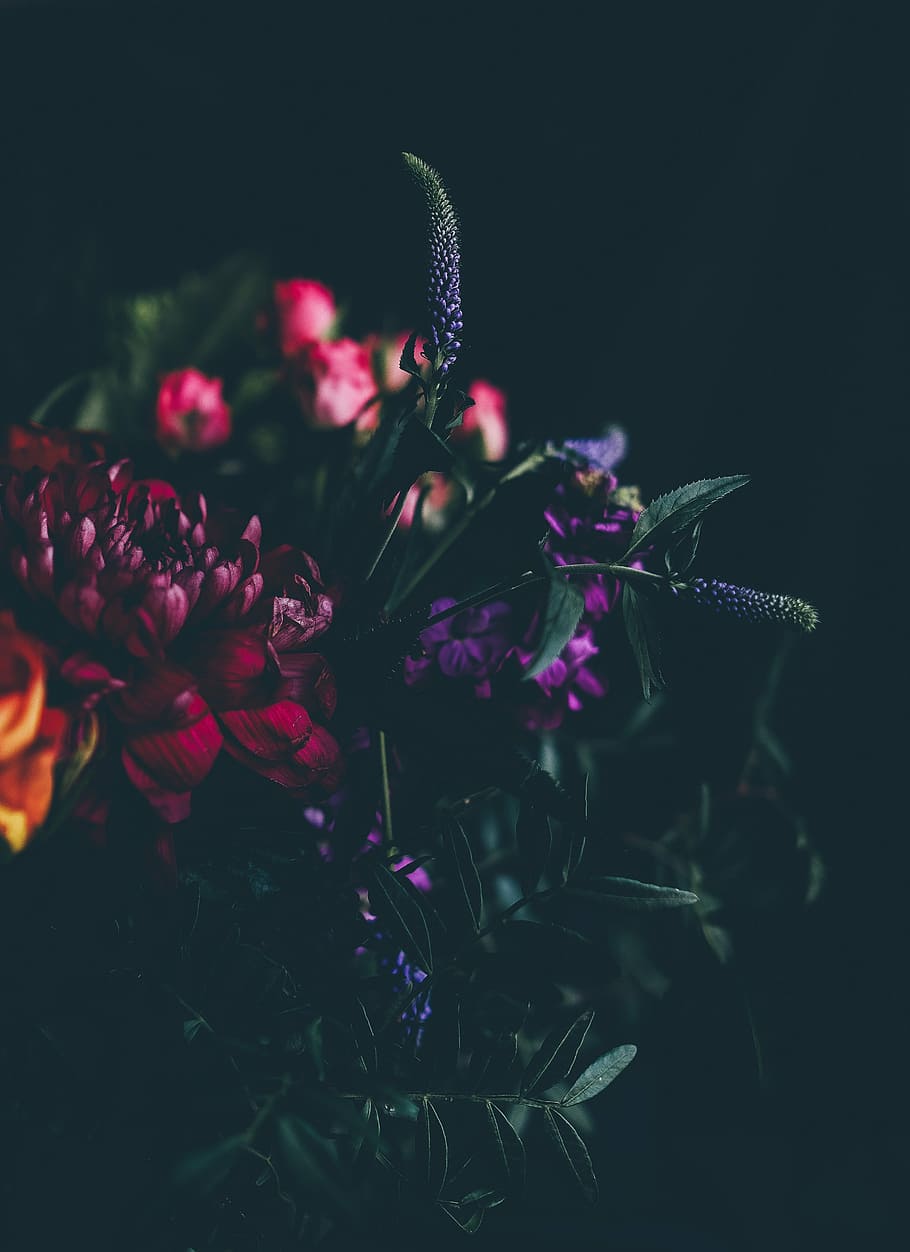 selektif, fokus fotografi, bunga, tanaman, mawar, kelopak, batang, daun, hijau, gelap