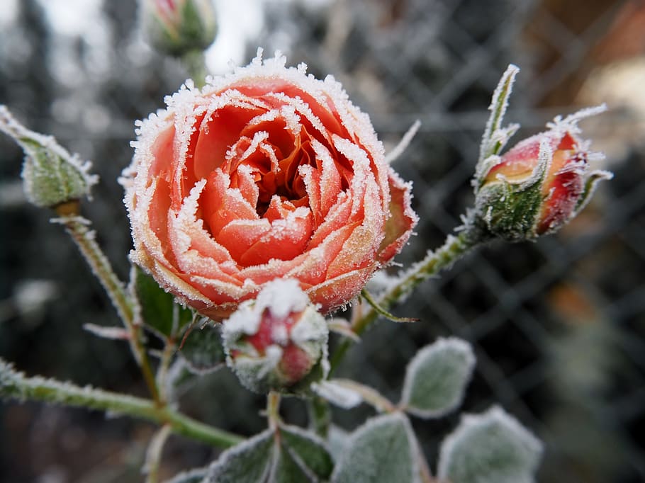 macro shot photography, red, rose, frost, winter, nature, frozen, cold, plant, blossom