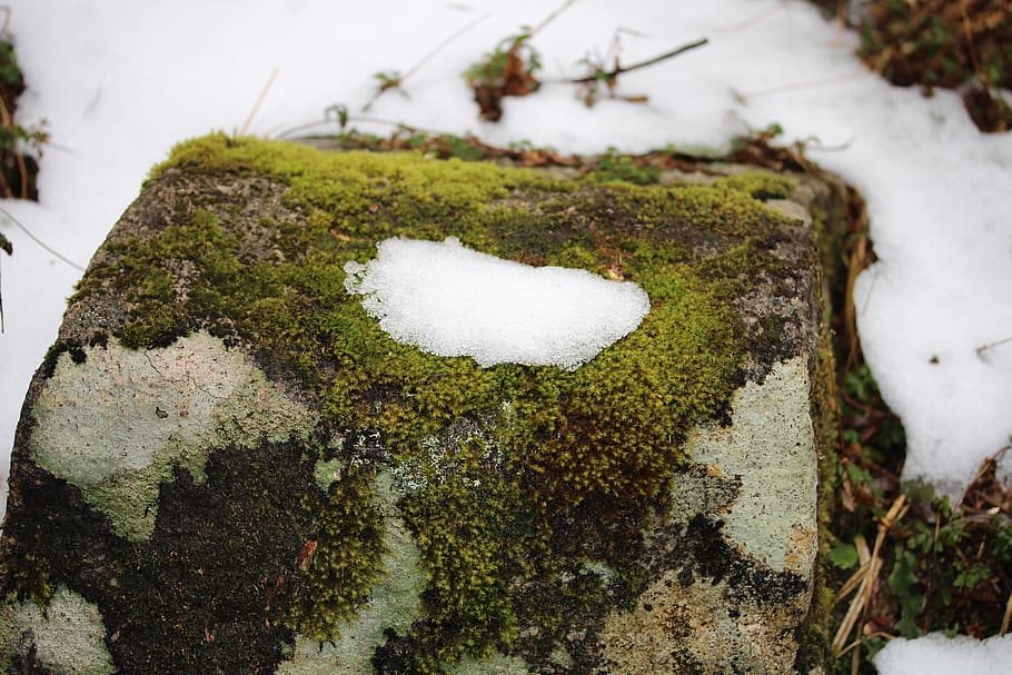 Nature Water Outdoors Landscape Moss Environment Winter Rock Snow Park Pxfuel