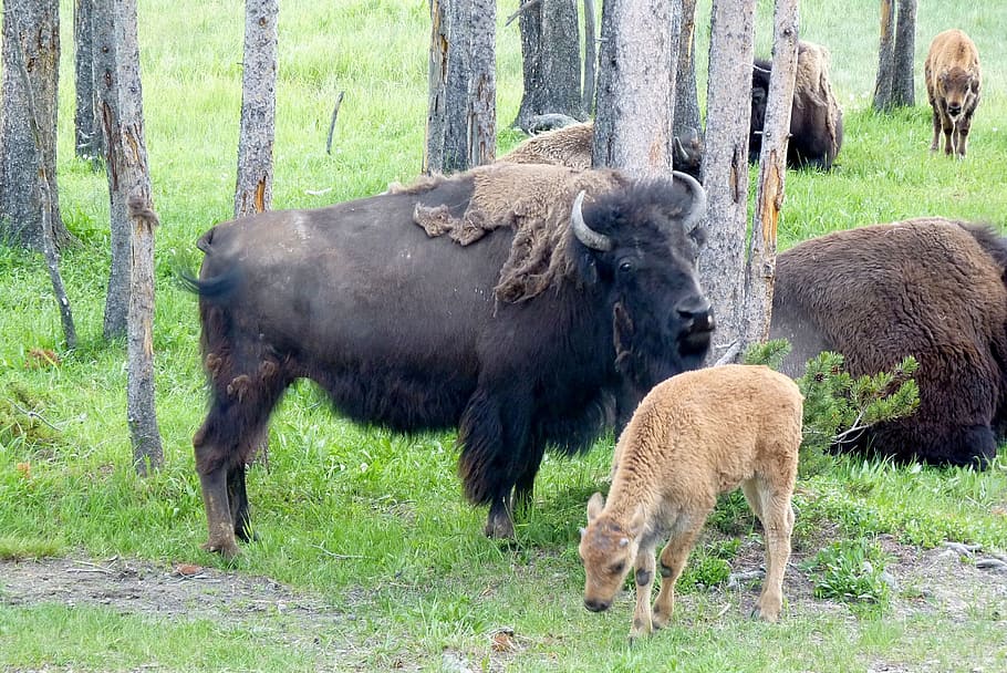 black, ox, standing, brown, deer, Buffalo, Bison, Animal, Wild, American, buffalo