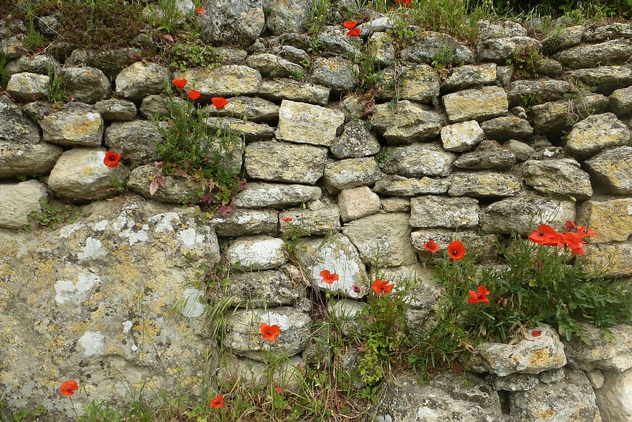 wall, stones, brick wall, background, old wall, crumbled wall, plants, nature, stone Material, wall - Building Feature